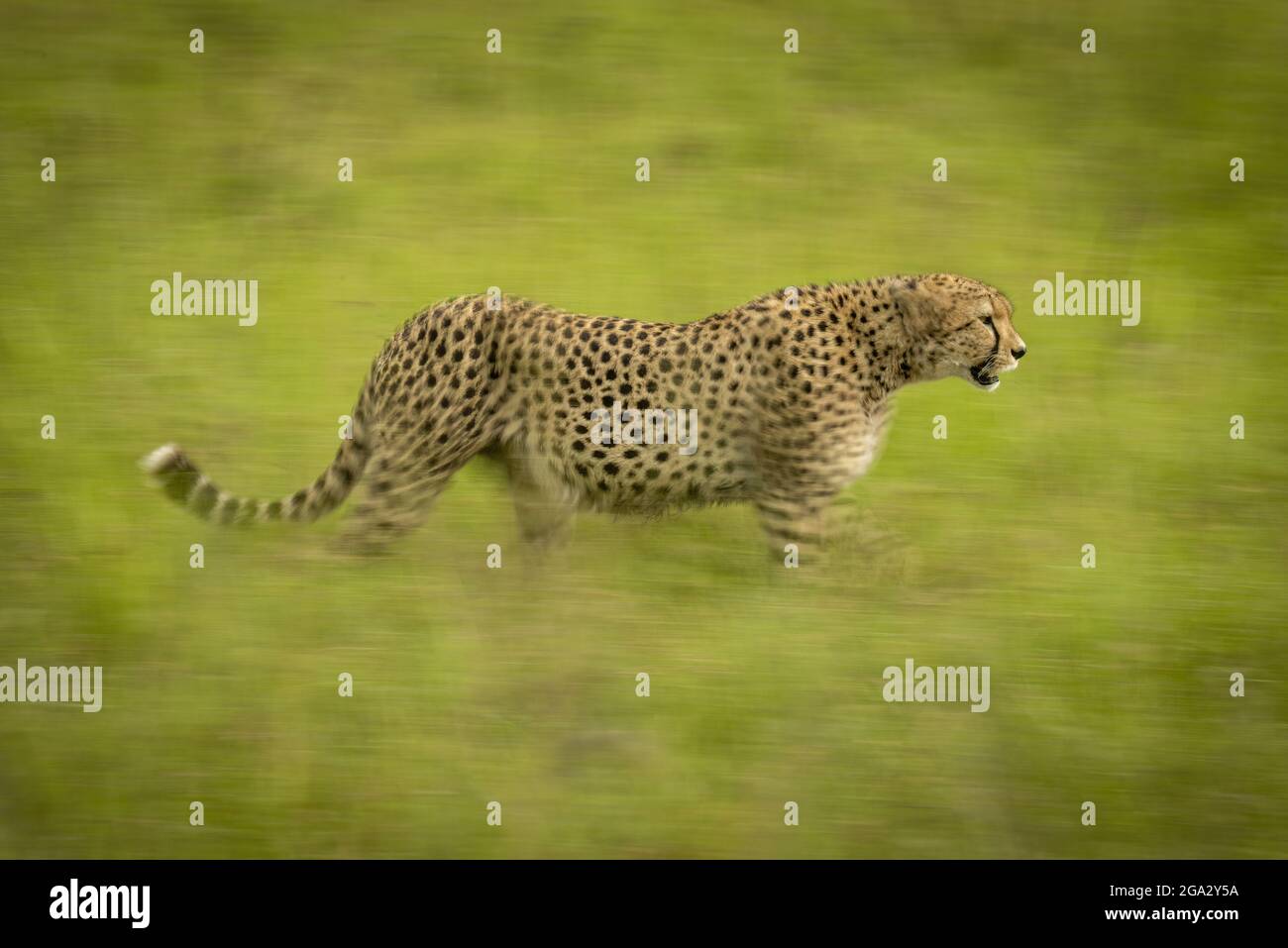 Piatto lento di ghepardo a bocca aperta (Acinonyx jubatus) che attraversa l'erba, Maasai Mara National Reserve; Narok, Masai Mara, Kenya Foto Stock