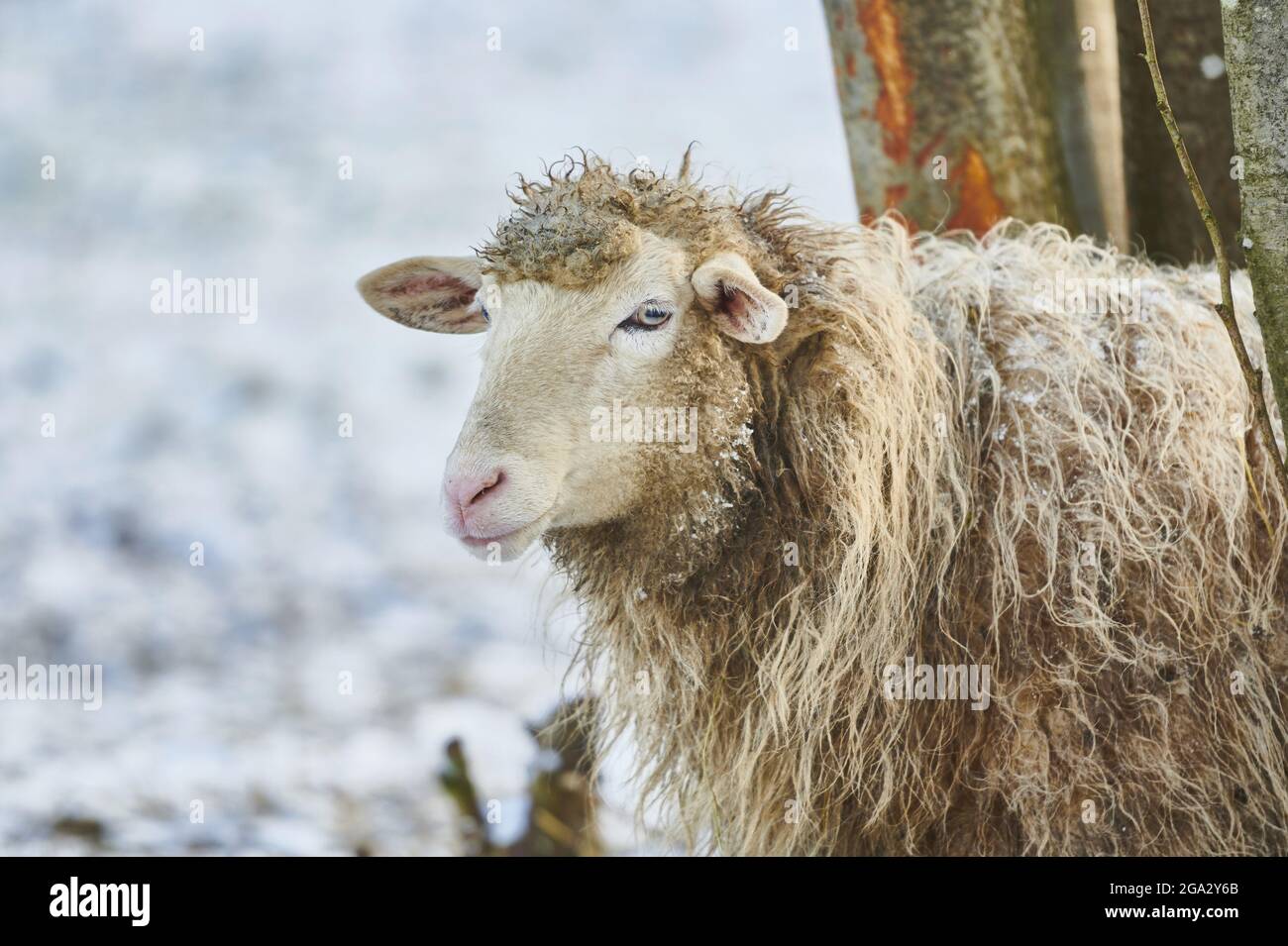 Primo piano ritratto di una pecora (Ovis aries) in inverno; Fatra (Kleine Fatra), Carpazi Montagne, Terchova, Slovacchia Foto Stock