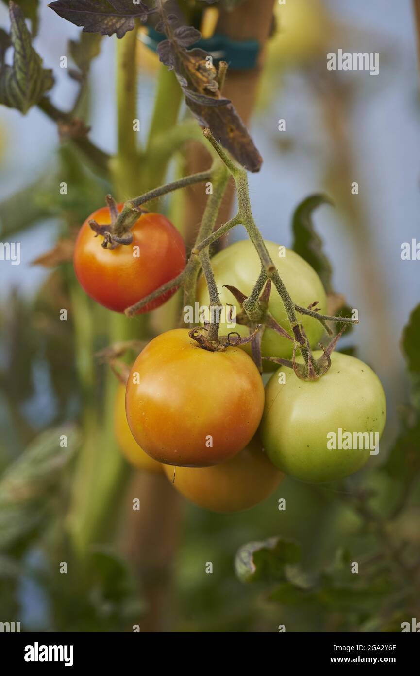 Primo piano di pomodori (Solanum lycopersicum) frutti, appesi sulla vite; Baviera, Germania Foto Stock