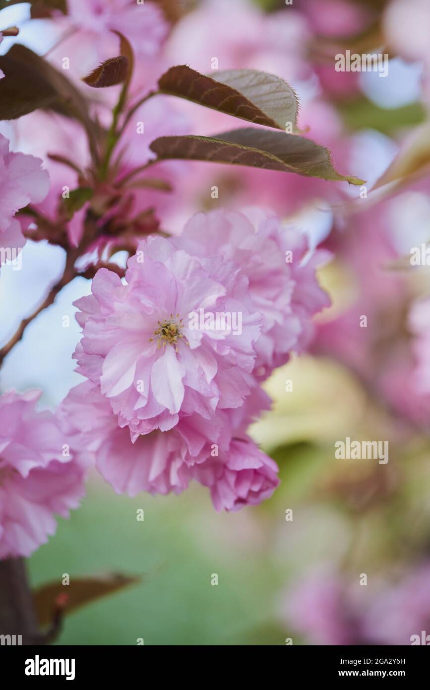 Particolare dei fiori di ciliegio giapponese (Prunus serrulata); Baviera, Germania Foto Stock
