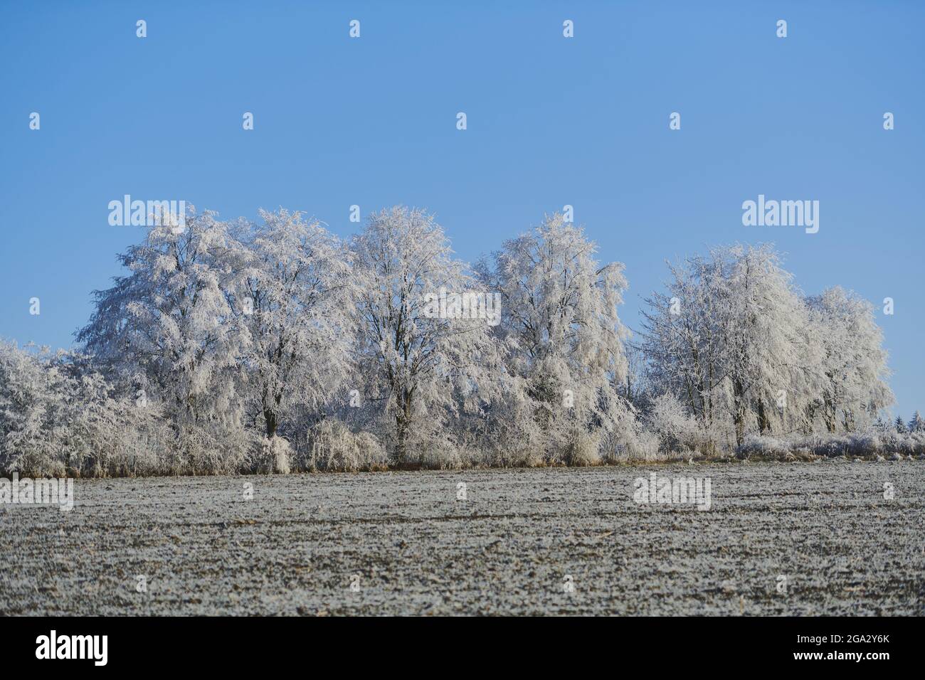 Hoarfrost che copre un boschetto di alberi lungo un campo vuoto; Germania Foto Stock