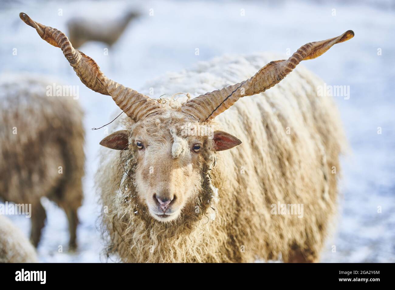 Primo piano ritratto di una pecora di Hortobagy Racka (Ovis aries strepsiceros hungaricus) in inverno Foto Stock
