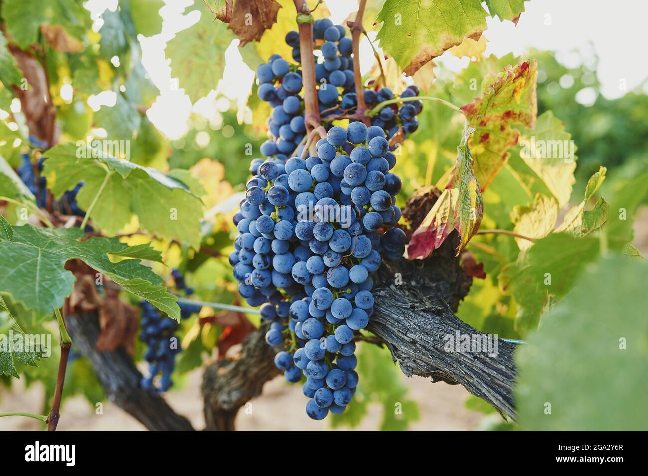 Primo piano di uve rosse mature in un vigneto in estate; Catalogna, Spagna Foto Stock