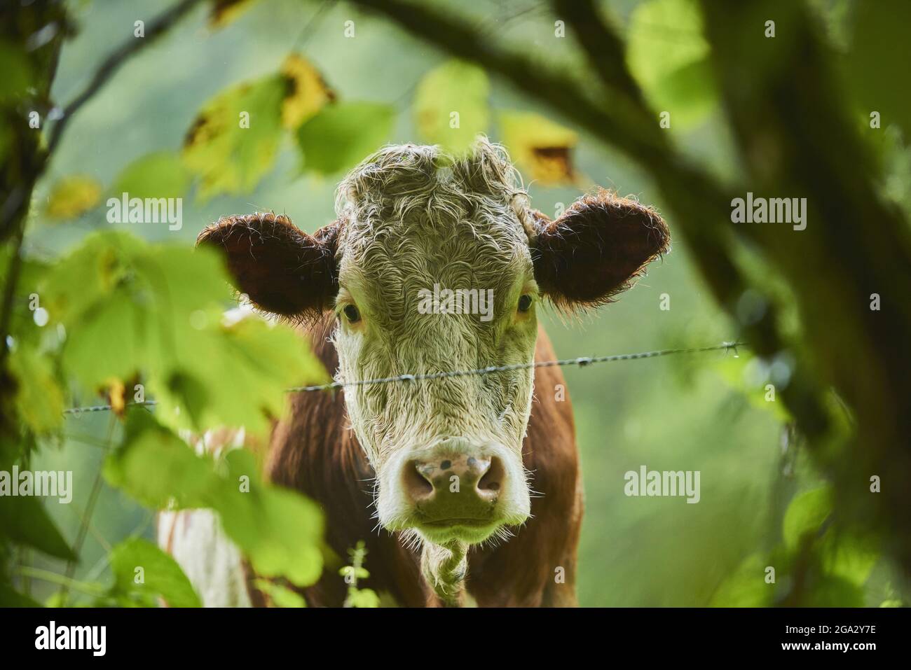Primo piano ritratto di una mucca (Bos taurus) guardando la macchina fotografica attraverso le foglie su un prato; Baviera, Germania Foto Stock