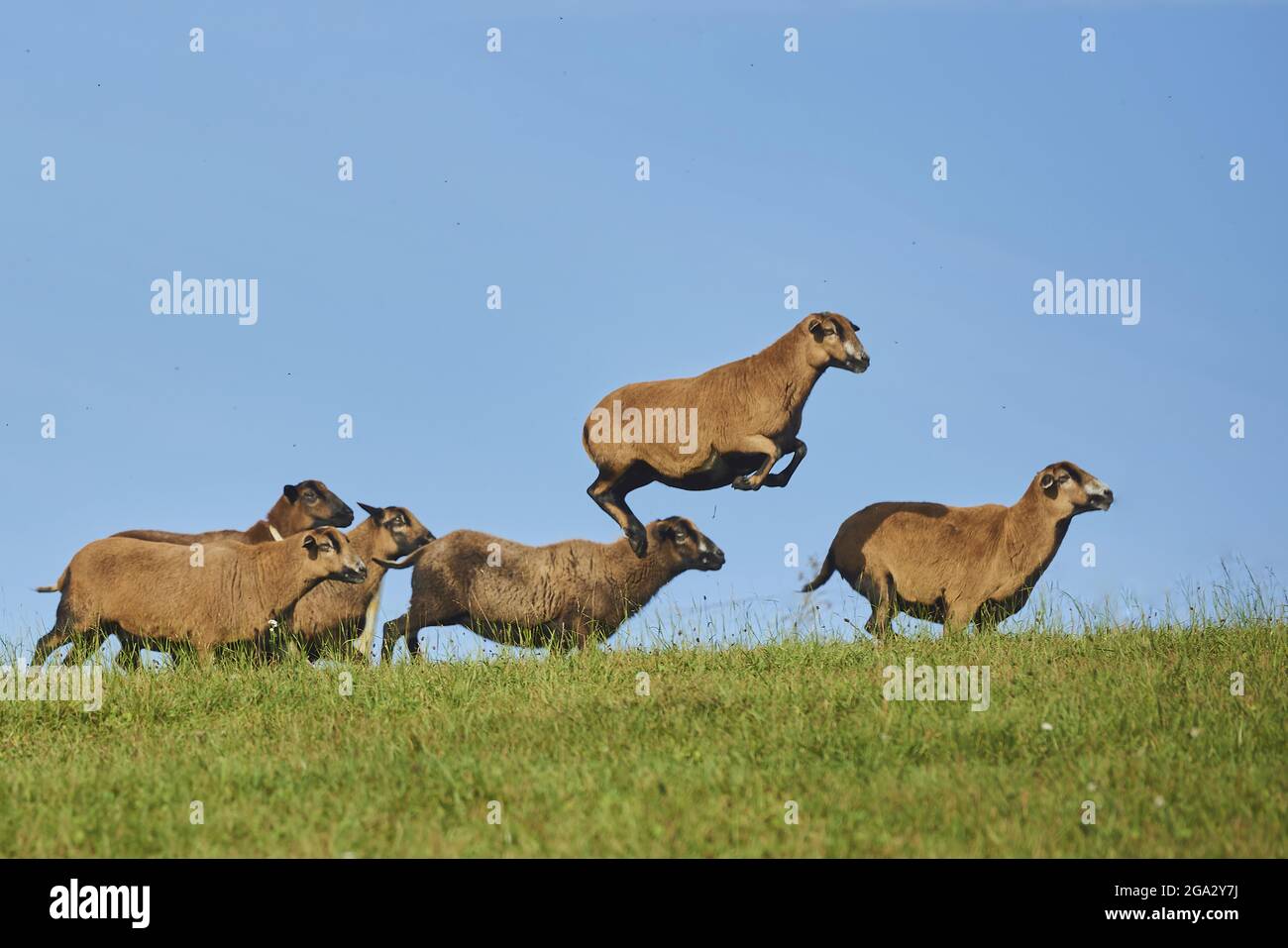 Camerun pecora nana (Ovis aries) che corre su un prato erboso con una pecora che colma in aria; Baviera, Germania Foto Stock