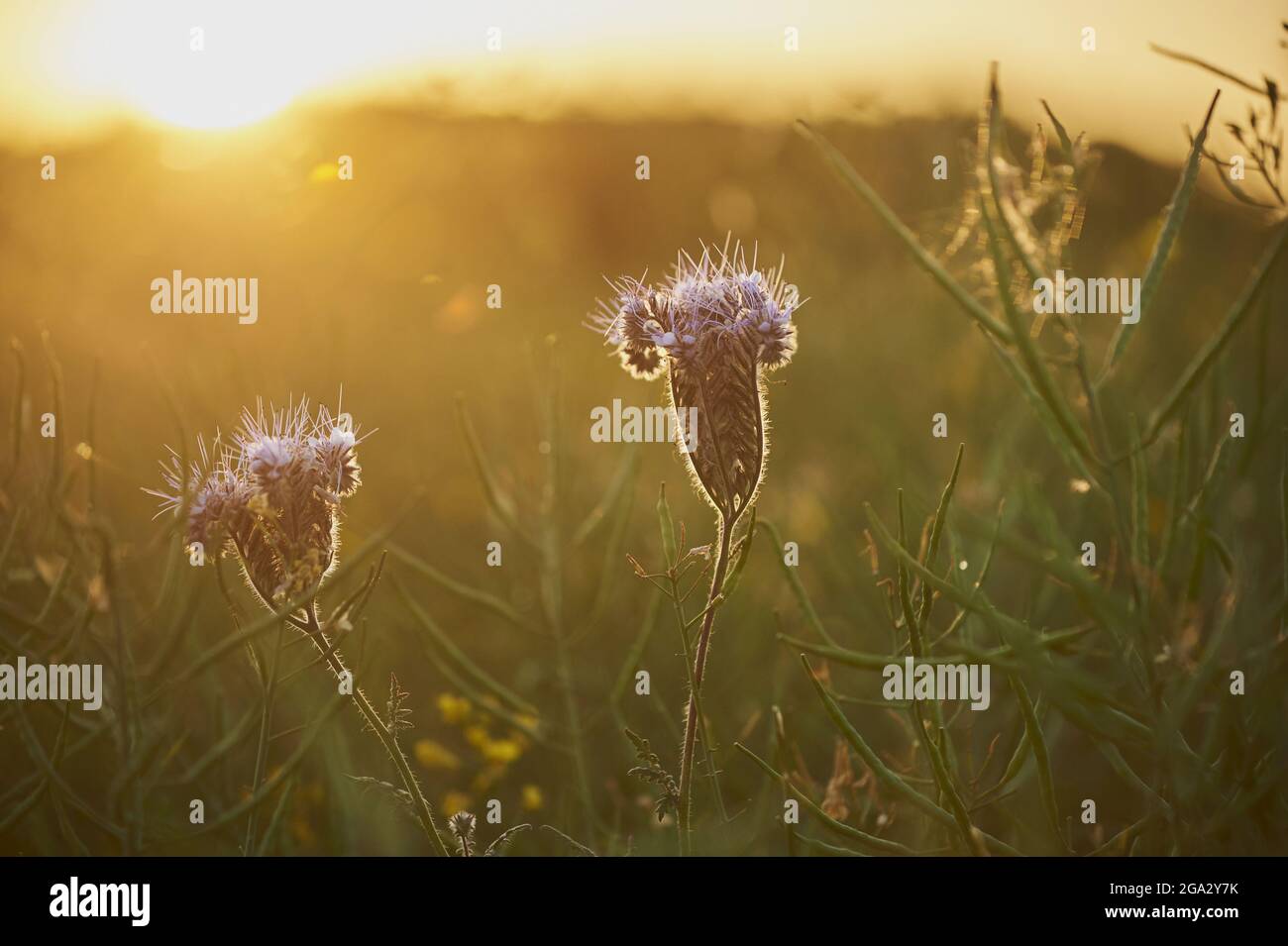 Primo piano di due latteri phacelia, tansy blu o tansy viola (Phacelia tanacetifolia) fiore; Baviera, Germania Foto Stock