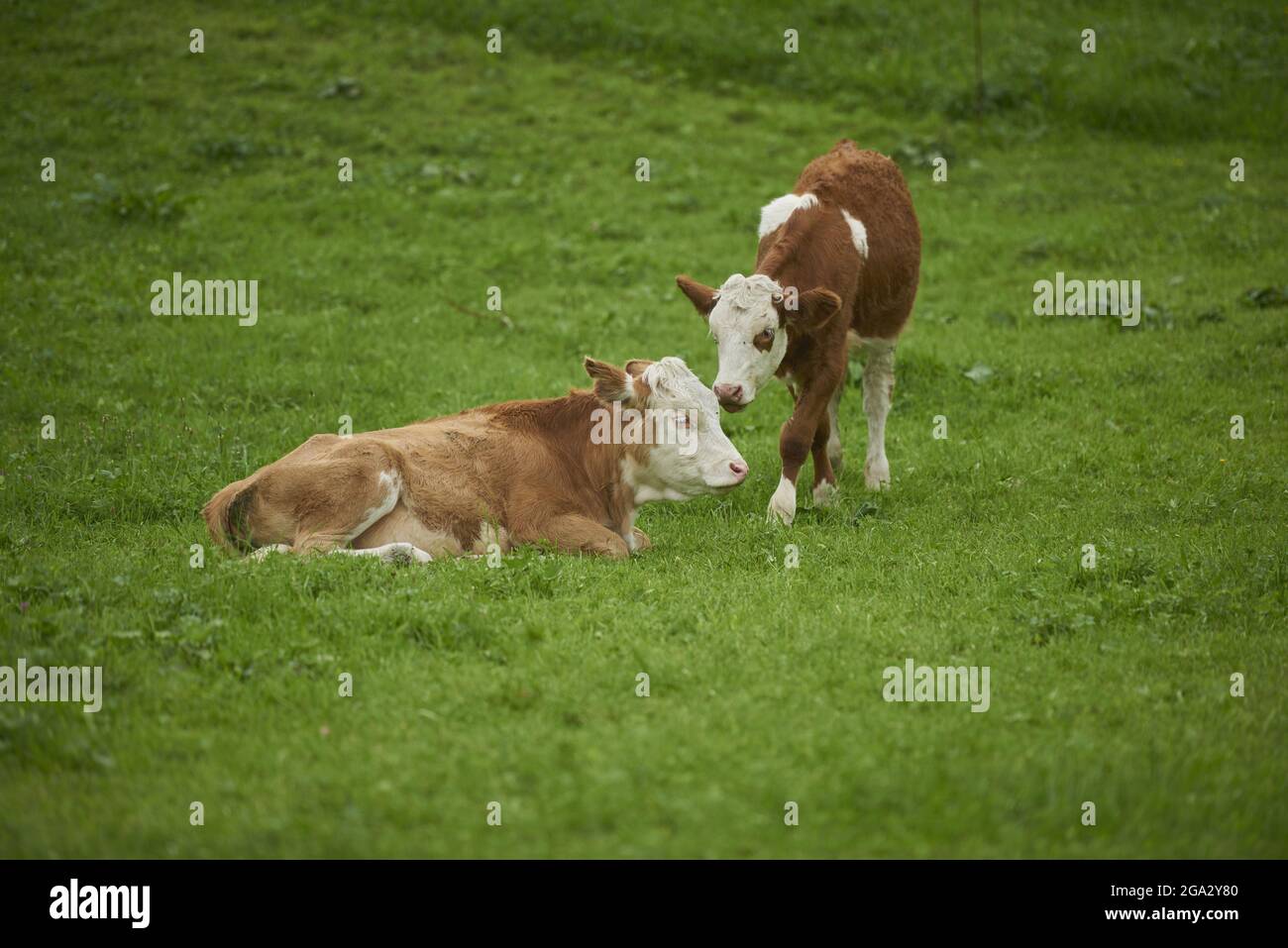 Una mucca (Bos taurus) che cammina su un'altra vacca che giace sull'erba in un prato; Baviera, Germania Foto Stock
