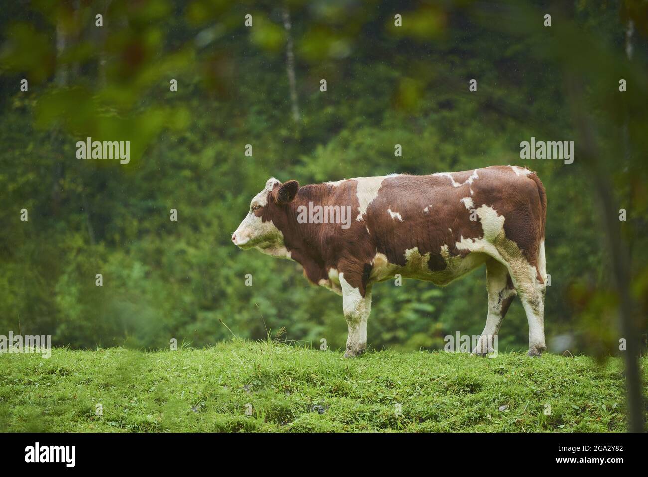 Bestiame bovino (Bos taurus) in piedi su un prato; Baviera, Germania Foto Stock