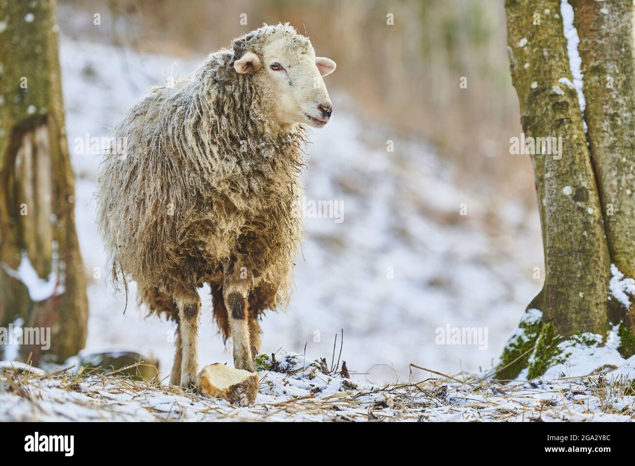 Primo piano ritratto di una pecora (Ovis aries) su un prato nevoso in inverno; piccolo Fatra (Kleine Fatra), Carpazi Montagne, Terchova, Slovacchia Foto Stock