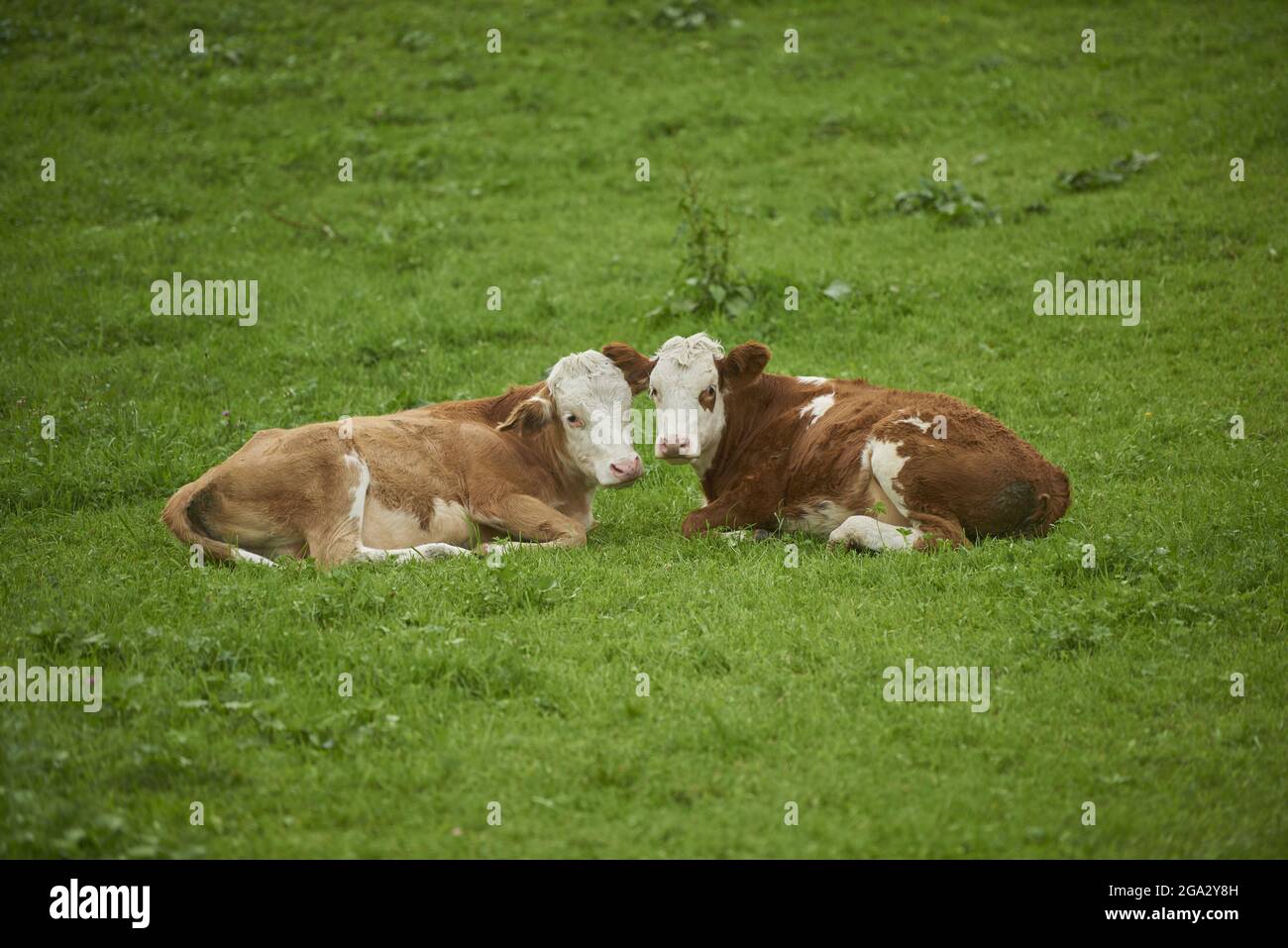 Due mucche (Bos taurus) che si stendono sull'erba fianco a fianco in un prato, guardando la macchina fotografica; Baviera, Germania Foto Stock
