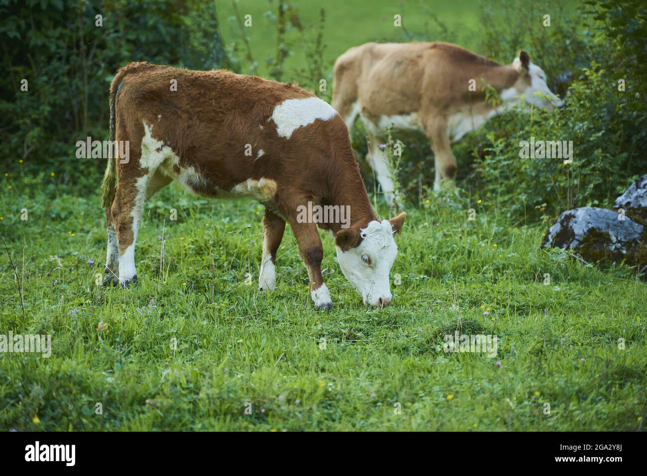 Bestiame bovino (Bos taurus) pascolo su erba e cespugli su un prato; Baviera, Germania Foto Stock
