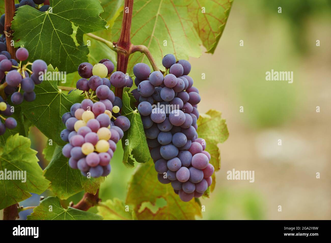 Primo piano di uve rosse che maturano appese sulla vite in un vigneto in estate; Catalogna, Spagna Foto Stock