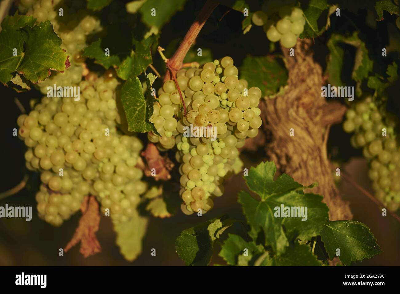 Uve verdi mature appese sulla vite in un vigneto in estate; Catalogna, Spagna Foto Stock