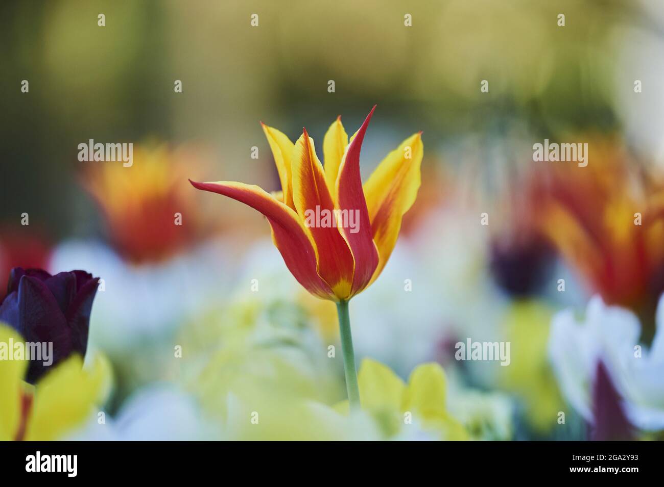 Primo piano di un campo colorato di tulipano Didier o tulipa da giardino fiorisce (Tulipa gesneriana), con focalizzazione su una fioritura rossa e gialla; Baviera, Germania Foto Stock