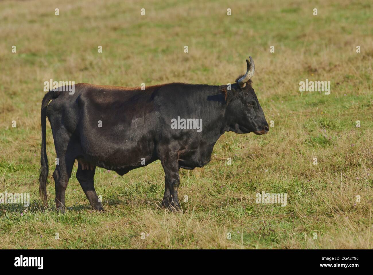 Aurochs o Urus (Bos primigenius) bull su un campo, prigioniero, Parco Nazionale della Foresta Bavarese; Baviera, Germania Foto Stock