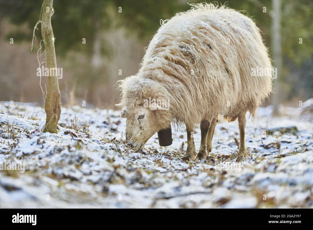 Pecora (Ovis aries) foraging per cibo su un prato nevoso in inverno; Fatra (Kleine Fatra), Carpazi Montagne, Terchova, Slovacchia Foto Stock