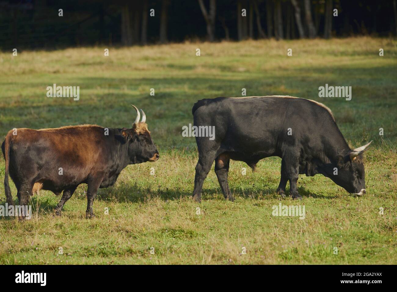 Aurochs o Urus (Bos primigenius) bull e mucca su un campo, prigioniero, Parco Nazionale della Foresta Bavarese; Baviera, Germania Foto Stock