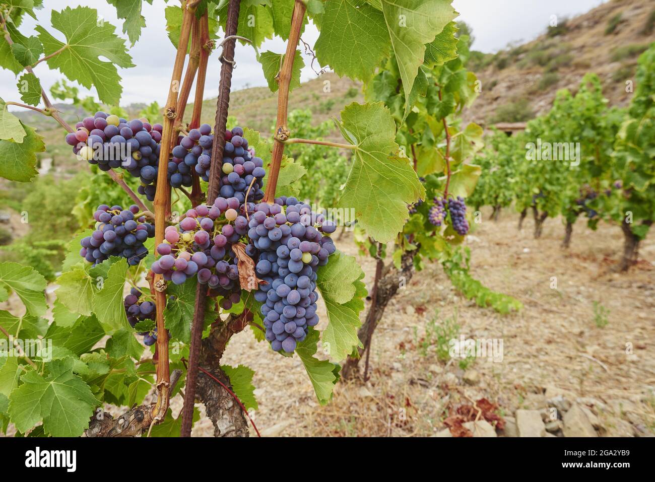 Maturazione delle uve rosse in un vigneto in estate; Catalogna, Spagna Foto Stock