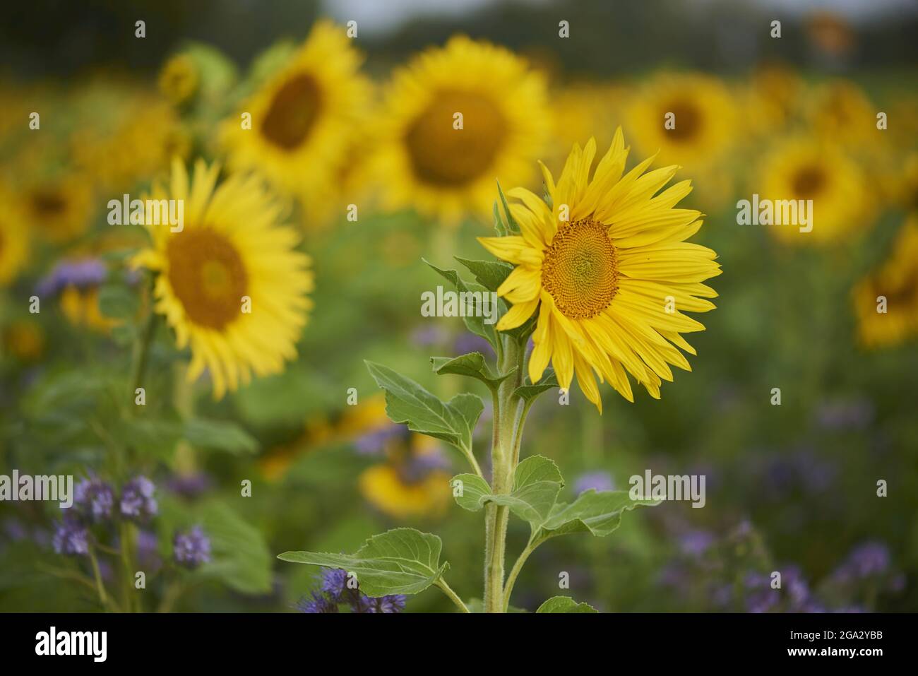 Fiore comune di girasole (Helianthus annuus) in un campo di Lacy phacelia, tansy blu o tansy viola (Phacelia tanacetifolia); Baviera, Germania Foto Stock