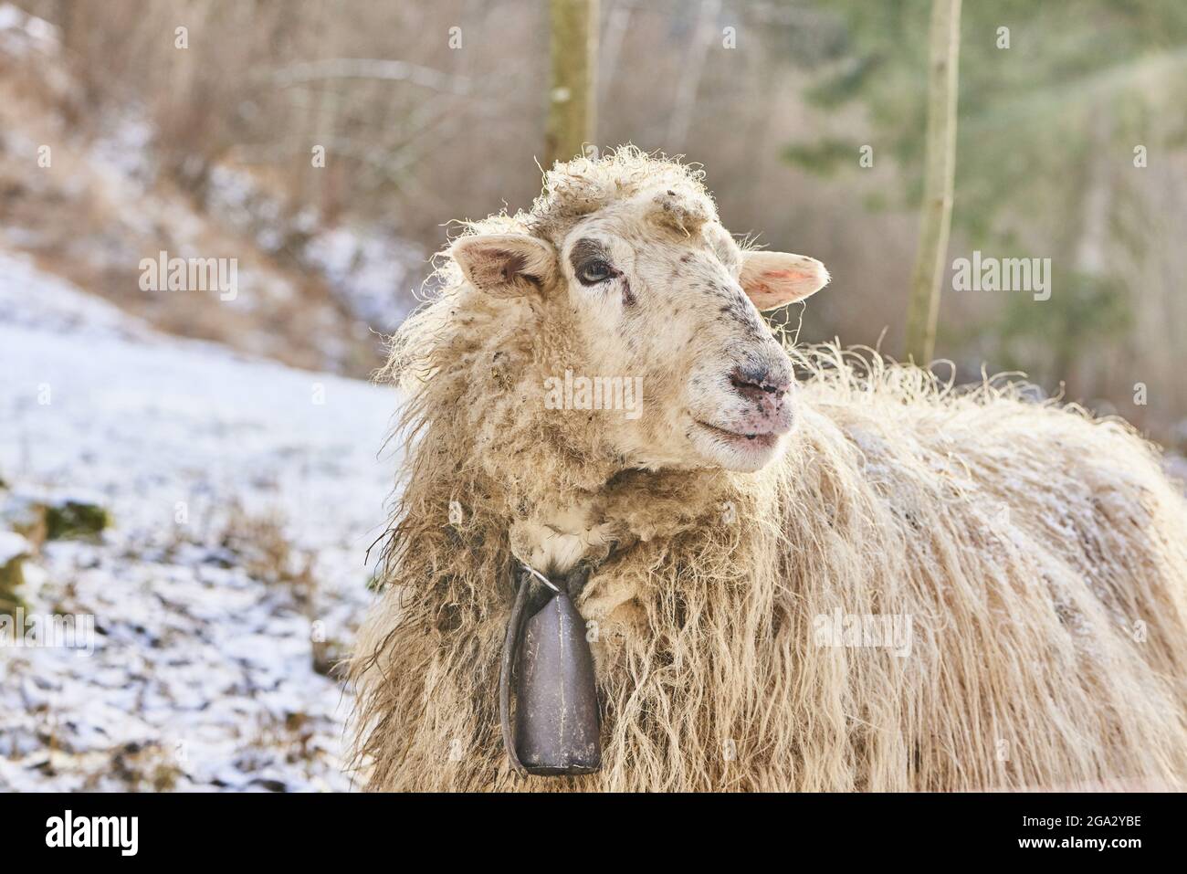 Primo piano ritratto di una pecora (Ovis aries) in inverno; Fatra (Kleine Fatra), Carpazi Montagne, Terchova, Slovacchia Foto Stock