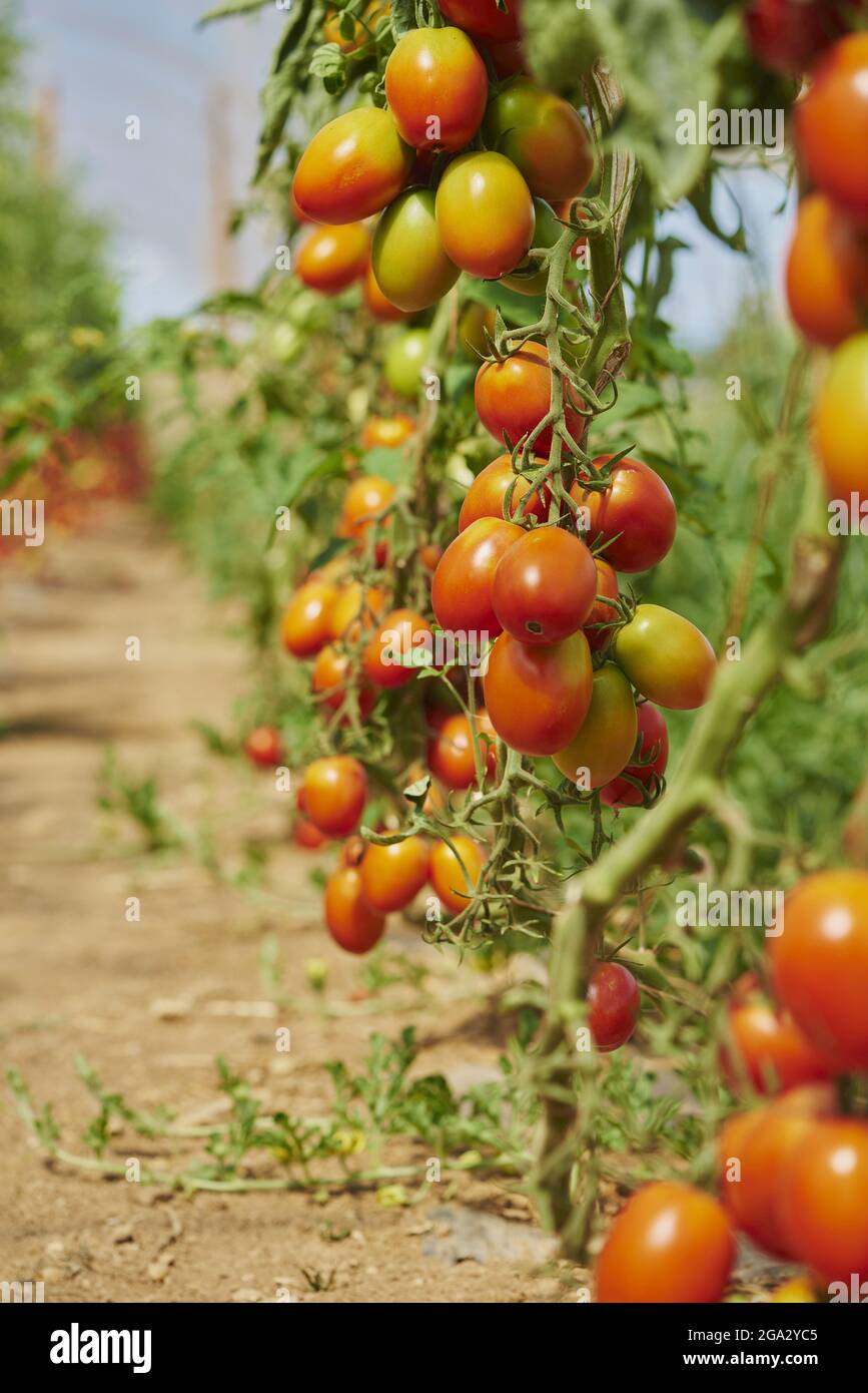Primo piano di pomodori maturi (Solanum lycopersicum) appesi sulla vite in un giardino accanto ad un sentiero sterrato in estate; Palatinato superiore, Baviera, Germania Foto Stock