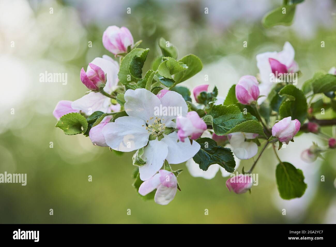 Primo piano dei fiori di mela di frutteto (Malus domestica); Baviera, Germania Foto Stock