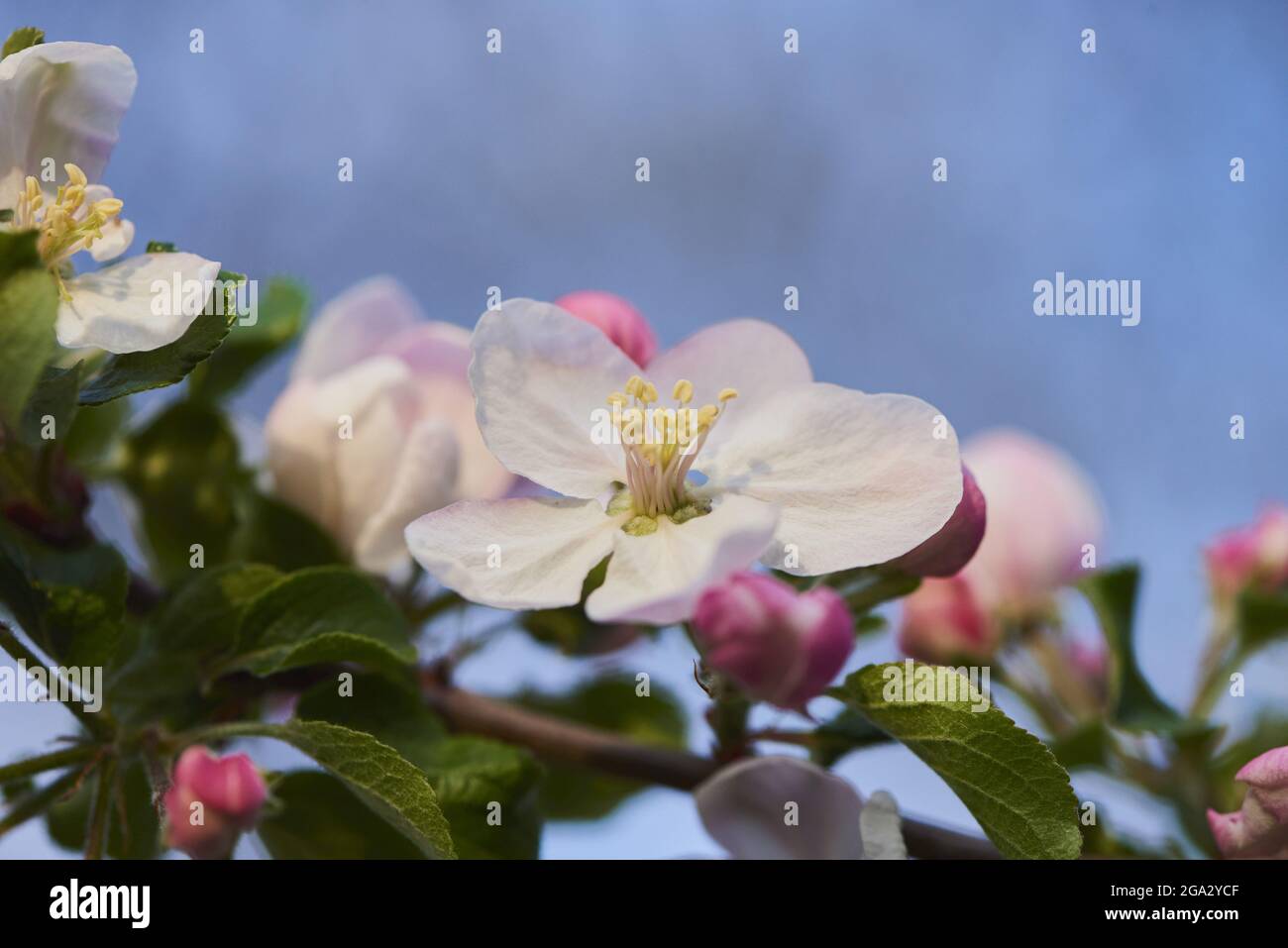 Primo piano della mela di frutteto (Malus domestica) fiorisce contro un cielo blu; Baviera, Germania Foto Stock
