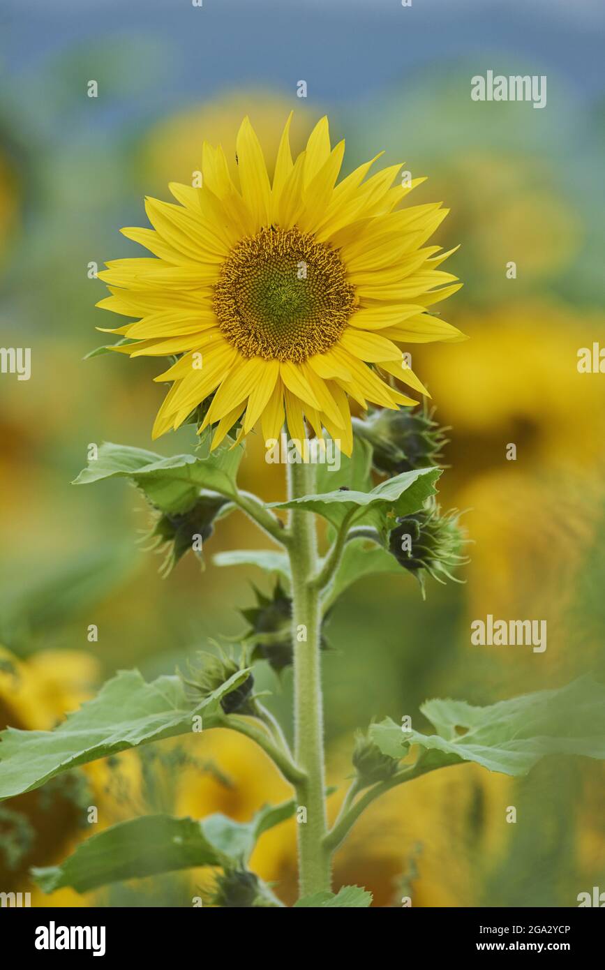 Fiore comune di girasole (Helianthus annuus); Baviera, Germania Foto Stock