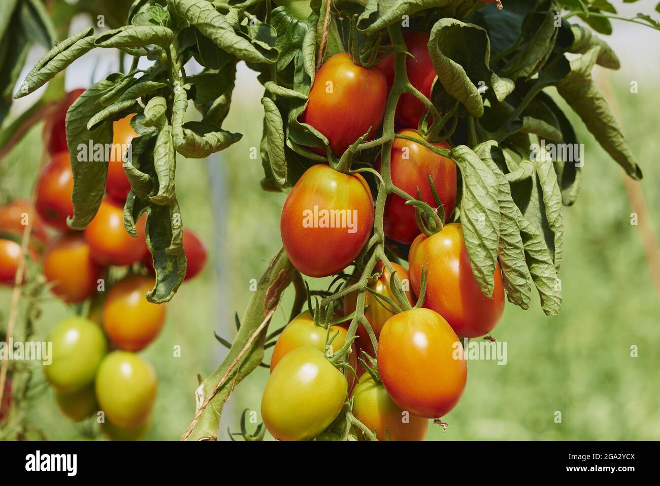Primo piano di pomodori maturi (Solanum lycopersicum) sulla vite in un giardino in estate; Palatinato superiore, Baviera, Germania Foto Stock