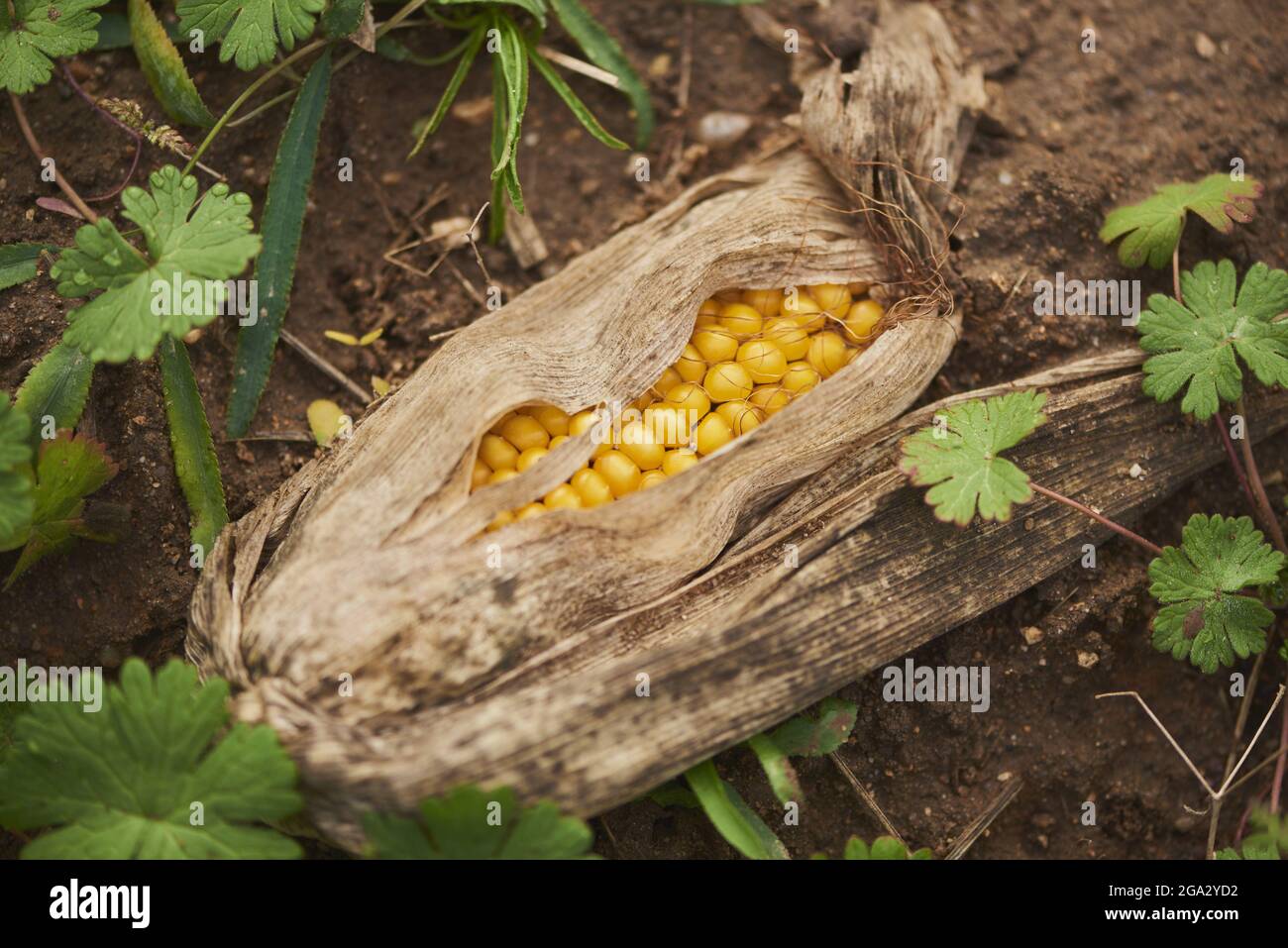 Mais o mais (Zea mays) che mostra i chicchi di frutta giacenti su un campo; Baviera, Germania Foto Stock