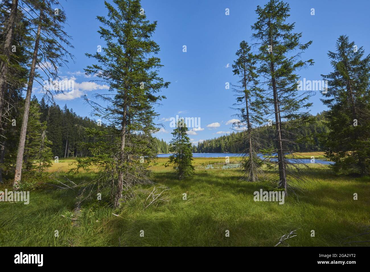 Alberi di abete rosso (Picea abies) di fronte al lago Arbersee, Parco Nazionale della Foresta Bavarese; Baviera, Germania Foto Stock