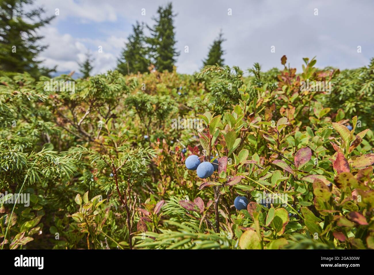 Primo piano di frutti di bacca di palude o di mirtillo di palude (Vaccinium uliginosum) sul Monte Schüttenhöhe, Zell am See, Kaprun; Stato di Salisburgo, Austria Foto Stock