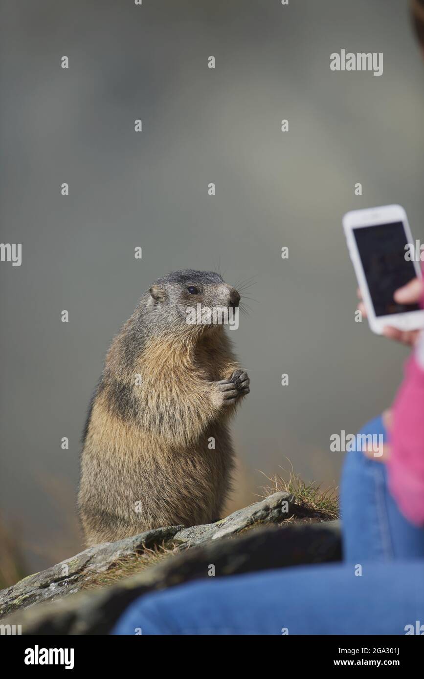 Turista con smartphone scattare una foto di una marmotta alpina (Marmota marmota) in piedi vicino, Grossglockner (Großglockner) Foto Stock
