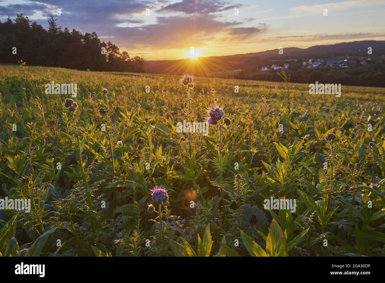 Tramonto su un campo con tansy blu o viola (Phacelia tanacetifolia) vicino a Wiesent, Germania; Baviera, Germania Foto Stock