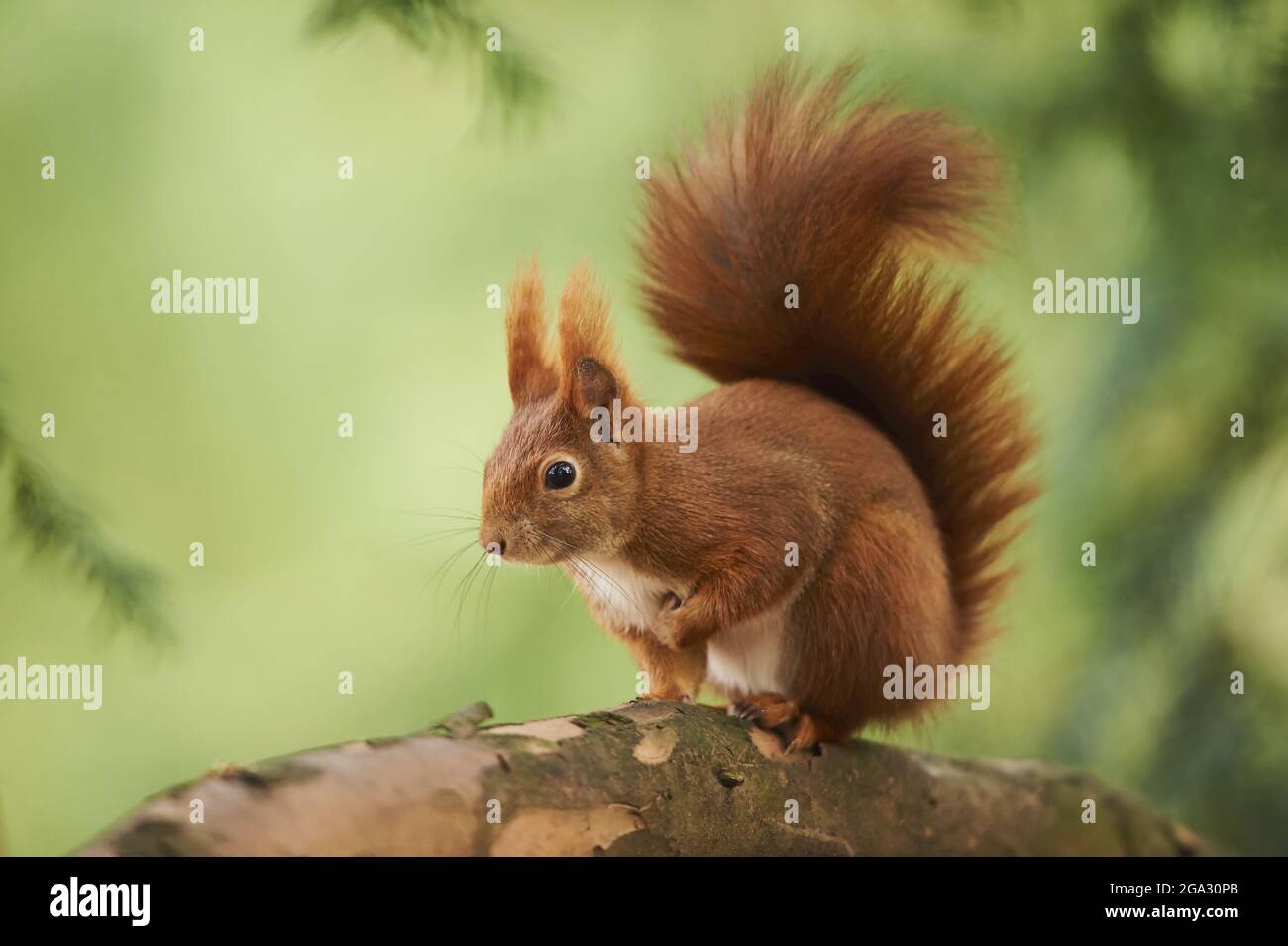 Scoiattolo rosso eurasiatico (Sciurus vulgaris) allerta su un ramo di albero; Baviera, Germania Foto Stock