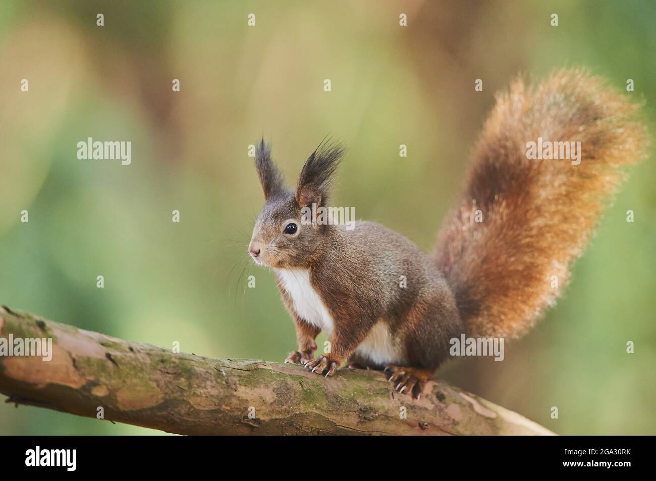 Scoiattolo rosso eurasiatico (Sciurus vulgaris) allerta su un ramo di albero; Baviera, Germania Foto Stock