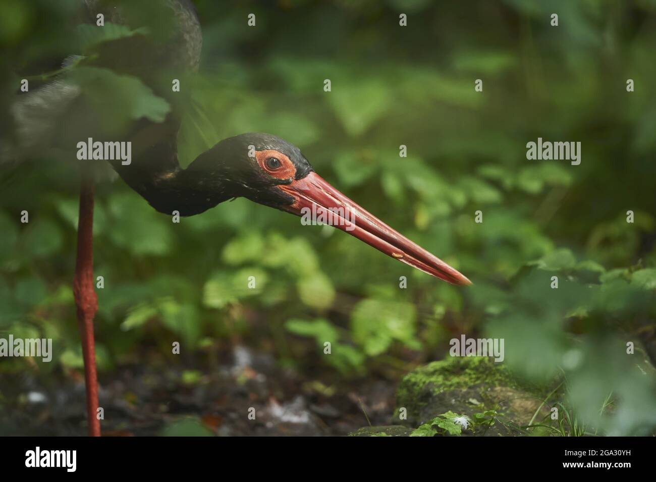 Ritratto di una cicogna nera (Ciconia nigra), prigioniero, Parco Nazionale della Foresta Bavarese; Baviera, Germania Foto Stock