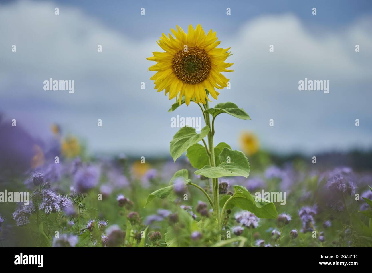 Fiore comune di girasole (Helianthus annuus) in un campo di Lacy phacelia, tansy blu o tansy viola (Phacelia tanacetifolia); Baviera, Germania Foto Stock