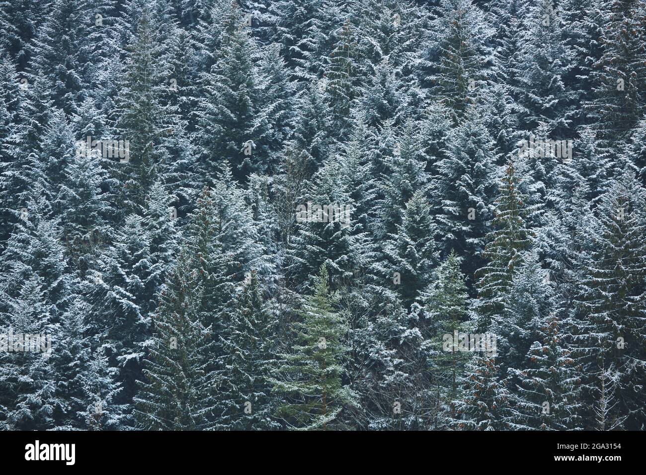 Alberi di abete rosso (Picea abies) della Norvegia a Janosikove DIERY, Kleine Fatra, Karpaten, Terchova, Slovacchia Foto Stock