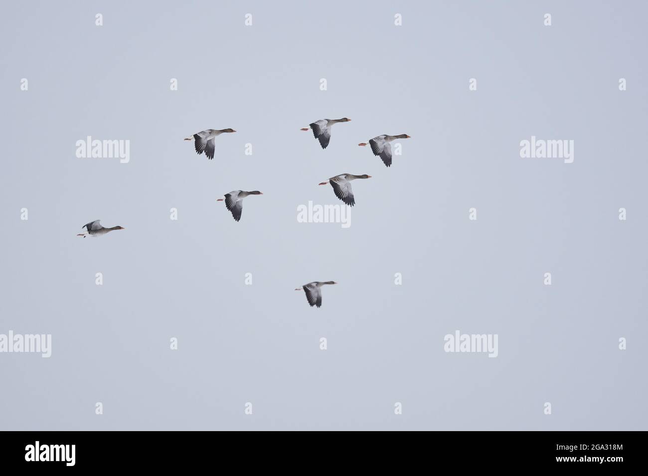 Oche grigielag (Anser anser) che volano in un cielo serale; Kiefenholz, Wiesent, Baviera, Germania Foto Stock