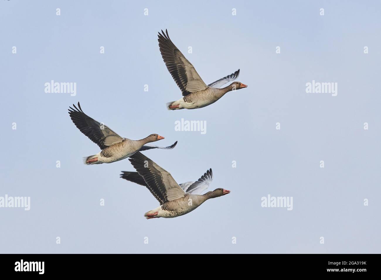 Oche grigielag (Anser anser) che volano in un cielo serale; Kiefenholz, Wiesent, Baviera, Germania Foto Stock