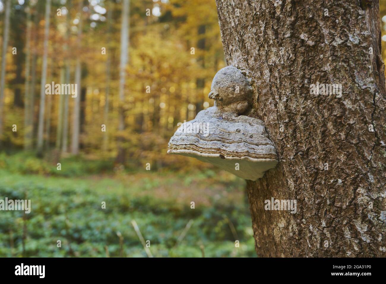 Fungo di conca con cintura rossa (Fomitopsis pinicola) su un tronco d'albero; Baviera, Germania Foto Stock