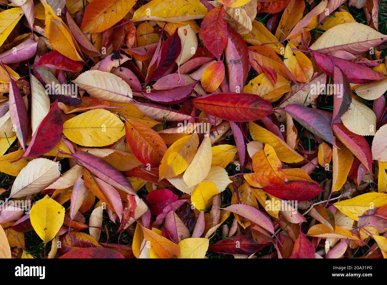 Uno sfondo naturale di foglie d'autunno brillante caduto a terra, una vista  dall'alto di foglie gialle, rosse, arancioni e dorate sul terreno in un  parco o Foto stock - Alamy