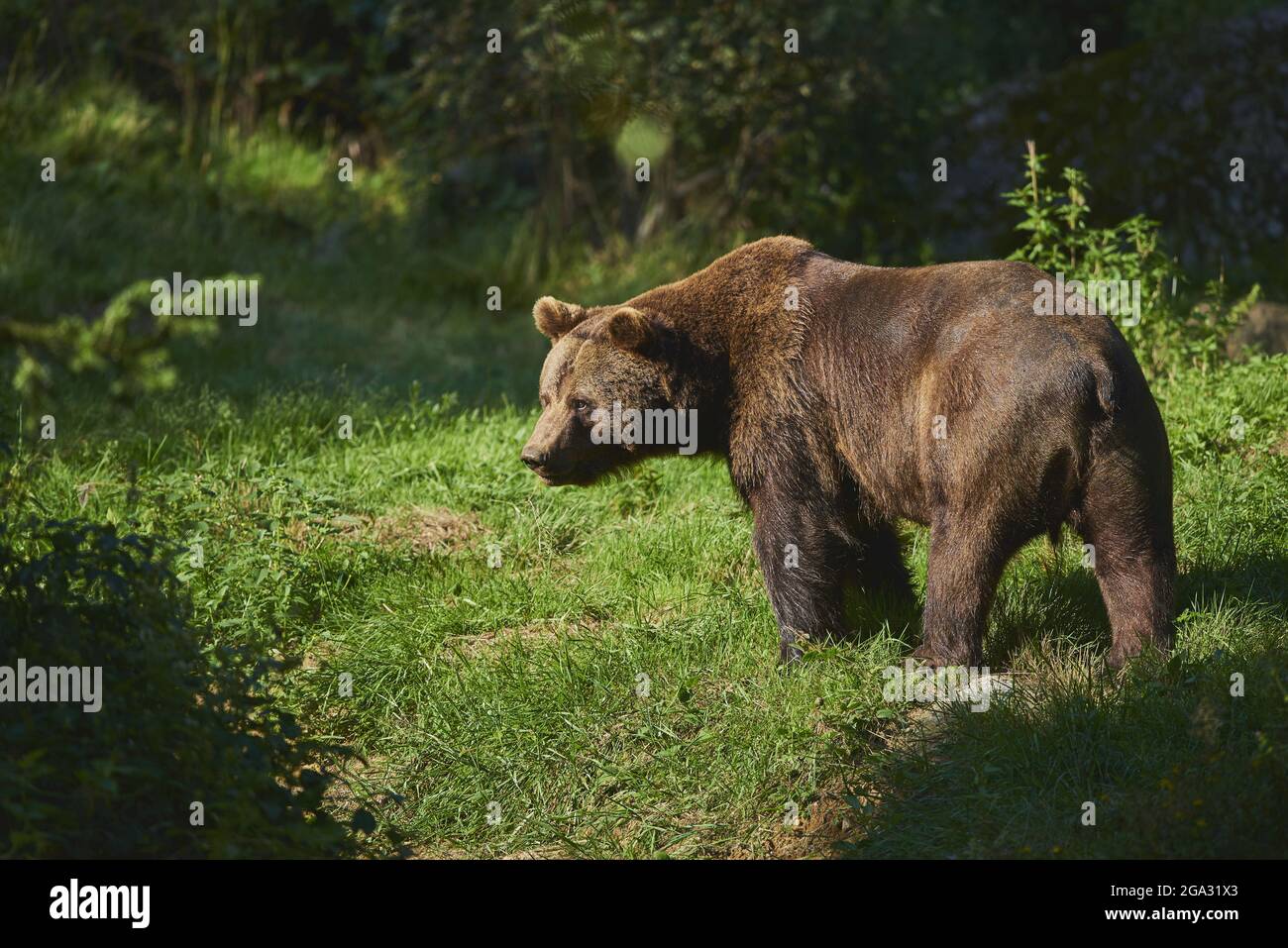 Orso bruno eurasiatico (Ursus arctos arctos) su una glade forestale, prigioniero, Parco Nazionale della Foresta Bavarese; Baviera, Germania Foto Stock