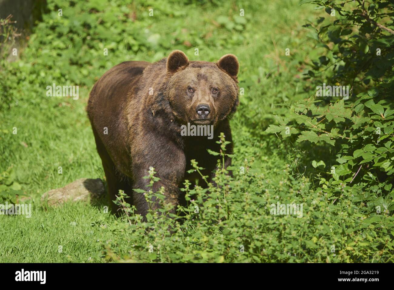 Orso bruno eurasiatico (Ursus arctos arctos) su una glade forestale, prigioniero, Parco Nazionale della Foresta Bavarese; Baviera, Germania Foto Stock