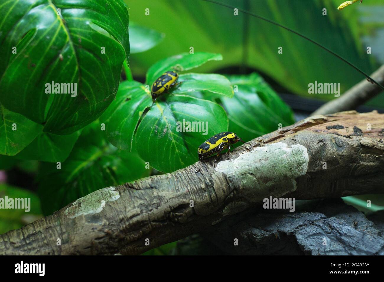 Coleotteri dal colore giallo su un ramo e una foglia. Foto Stock