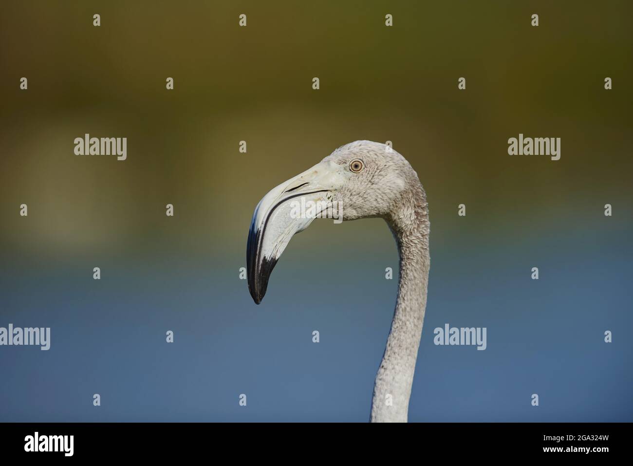 Grande Flamingo (Phoenicopterus roseus) fauna selvatica, Parc Naturel Regional de Camargue; Saintes-Maries-de-la-Mer, Camargue, Francia Foto Stock