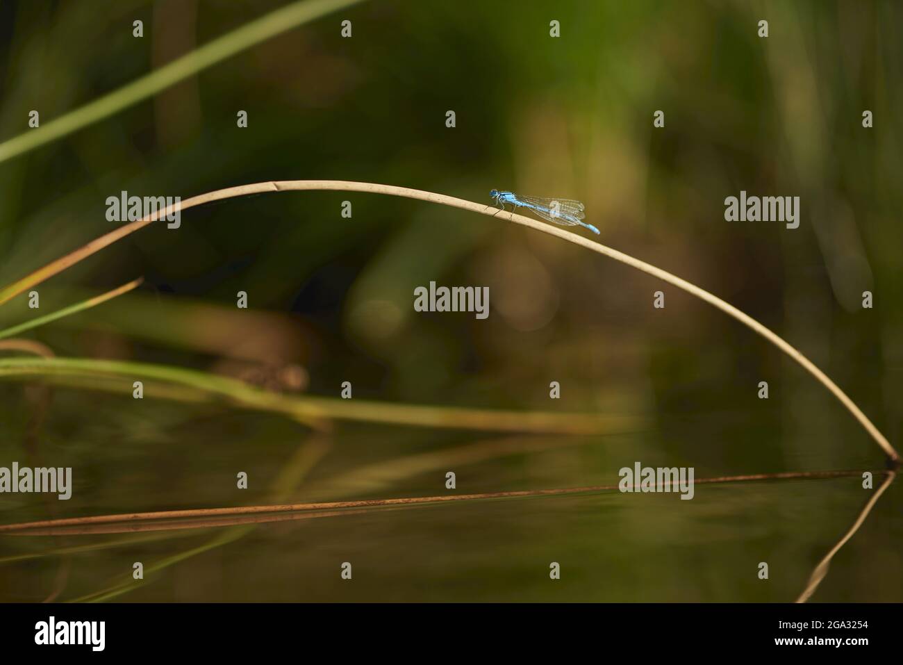 Azure damselfly (Coenagrion puella) su un gambo di pianta; Baviera, Germania Foto Stock