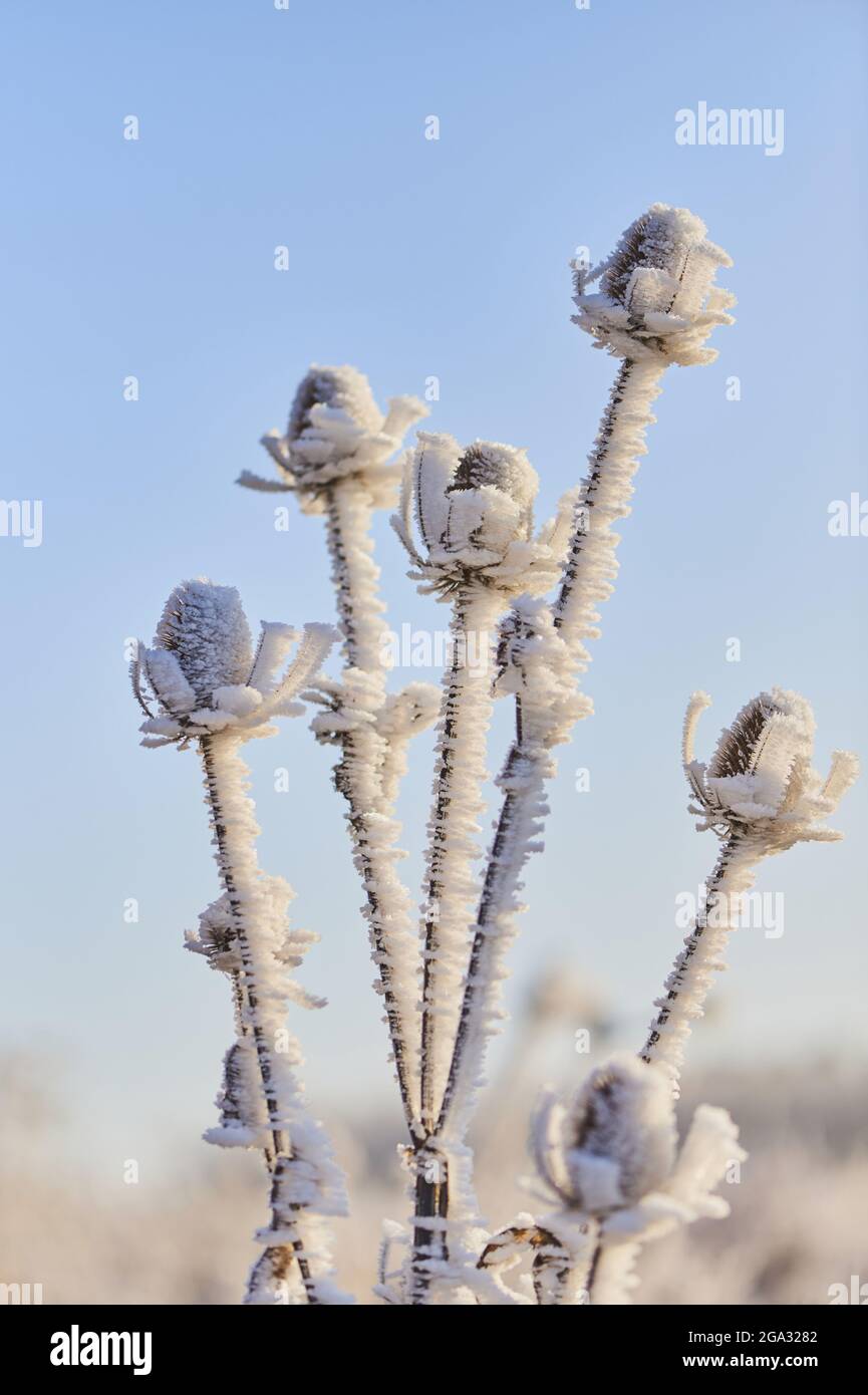 La pianta surgelata del cucchiaino indiano (Dipsacus sativus) contro un cielo blu; Baviera, Germania Foto Stock