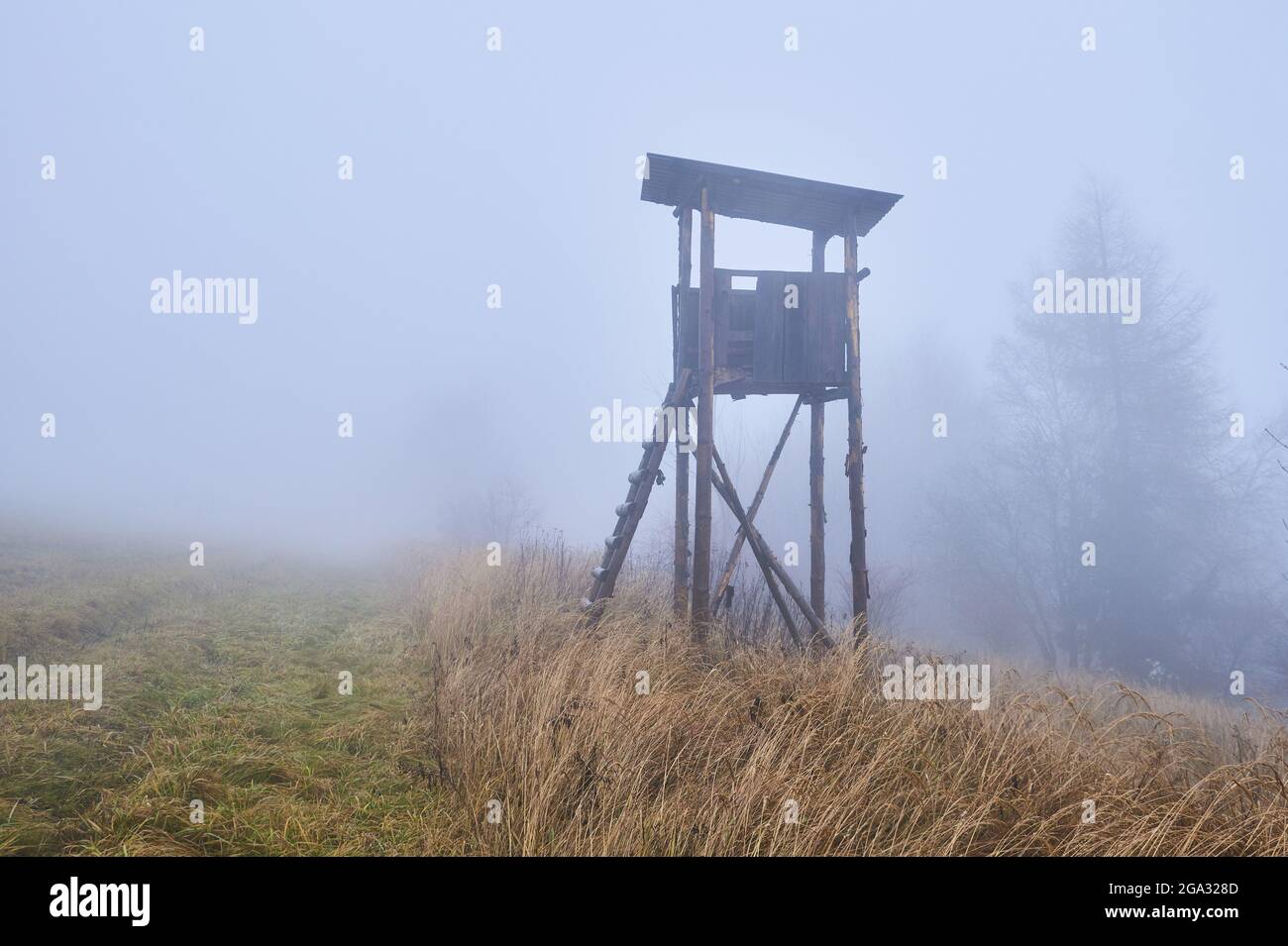 Il cervo si trova su un prato foggioso, Kleine Fatra, Carpazi; Horna Suca, Slovacchia Foto Stock